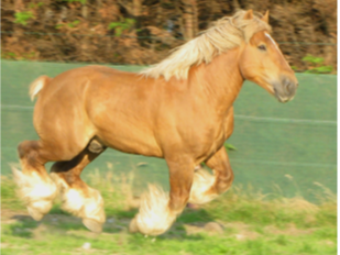 schroef Vacature andere De Braambeierhoek - De Braambeierhoek - Belgisch Trekpaard