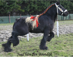 Rubriek vochtigheid Knuppel De Braambeierhoek - De Braambeierhoek - Belgisch Trekpaard